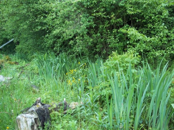 Bilder vom Ausflug in den Umweltgarten Wiesmühl am 13. Mai 2017