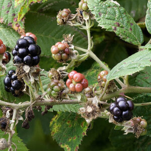 Brombeeren
