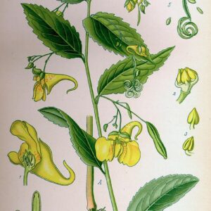 Indisches Springkraut